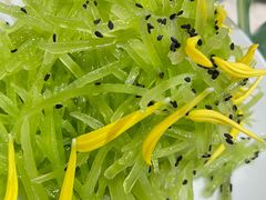 拌莴笋丝-泰钰丰烤鸭.天津菜(开发区店)