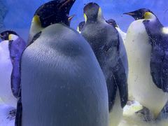 -海合安成都极地海洋公园