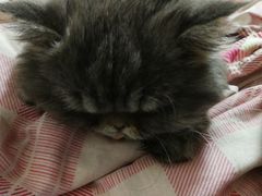 -达爱动物医院·犬猫分区·CT·复杂眼科(远洋山水分院)
