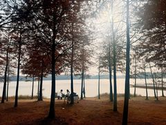 -上海海湾国家森林公园