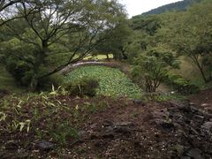 -汉拿树木园
