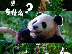 -广州长隆野生动物世界