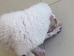 -怪兽屋·羊驼·猫咖·狗咖(俊华广场店)