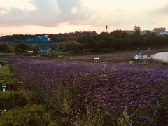 -大塘金香草谷