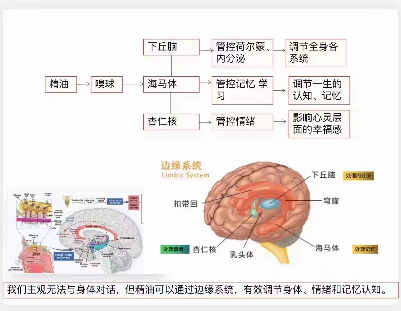 下丘脑示意图图片