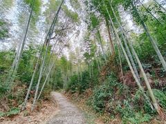 -九龙江国家森林公园