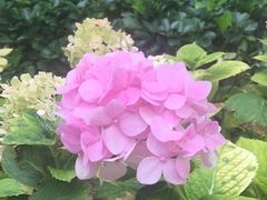 -北京希尔顿逸林酒店