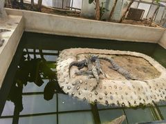 -石家庄市动物园