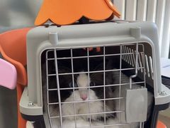 -纳吉亚猫专科动物医院博雅分院