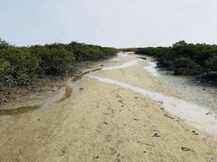 -北海金海湾红树林生态旅游区