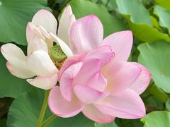 -莲花池公园