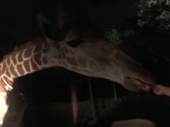 -清迈夜间动物园