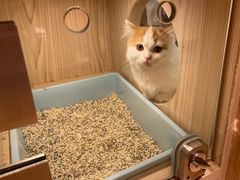 -屋虎猫馆(宝安大仟里店)