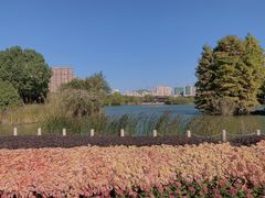 -青枫公园