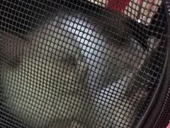 -艾贝尔宠物诊疗