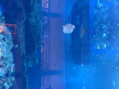 -迪拜水族馆及水下动物园