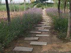 -西青郊野公园