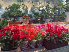 -朝来春花卉市场