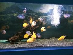 -沙沙哗啦海洋馆(华宇百花谷店)