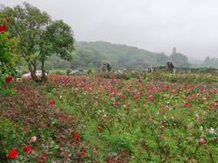 -龙寺生态园