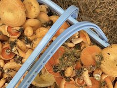 -铁山坪森林公园