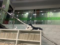 -爱侣宠医·鹦鹉专科·小型哺乳类·异宠专科(灵石路店)