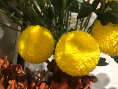 -植物学家的女儿(北马道巷店)