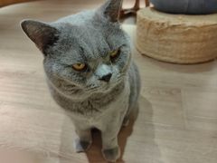 -有猫主题·治愈系猫咖(曾厝垵店)