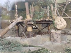 -成都大熊猫繁育研究基地