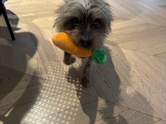 -芭比堂动物医院·CT·微创中心(新顺分院)