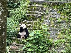 -中国大熊猫保护研究中心雅安碧峰峡基地