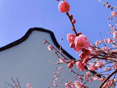 -红梅公园