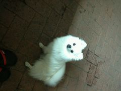 android_upload_pic-宏光宠物医院(解放东路店)