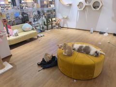 -1013 PET SHOP精品宠物商店(丁香店)