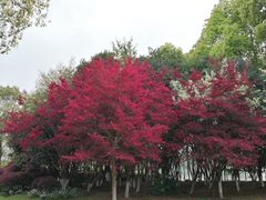 -金鸡湖桃花岛