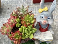 -金科花卉市场