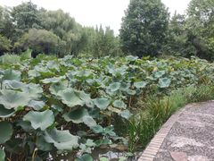 -洛阳市隋唐城遗址植物园