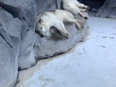 -海合安青岛极地海洋公园