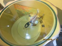 IMG_2828-上海昆虫博物馆