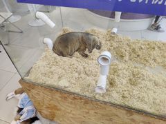 -怪兽屋·羊驼·猫咖·狗咖(俊华广场店)