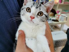 -lincat·猫舍(广州店)