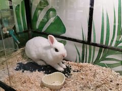 -藦茜花园宠物主题亲子互动体验馆(国顺东路店)