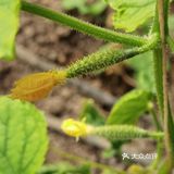 下乡抢菜