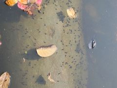 -河北省园博园