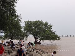 -宝安西湾红树林湿地公园