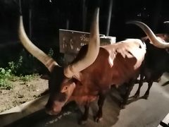 -清迈夜间动物园