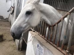 -月河湾马术俱乐部(朝阳店)