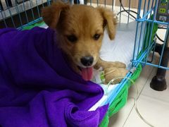 -瑞鹏宠物医院·宠保定点·心脏科·内科(御桥分院)
