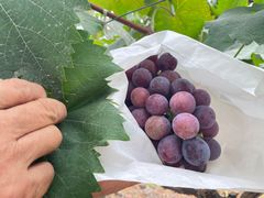 -马陆小张葡萄园农家乐