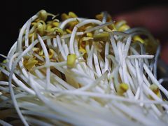 黄豆芽-重庆渝达老火锅(春熙路店)